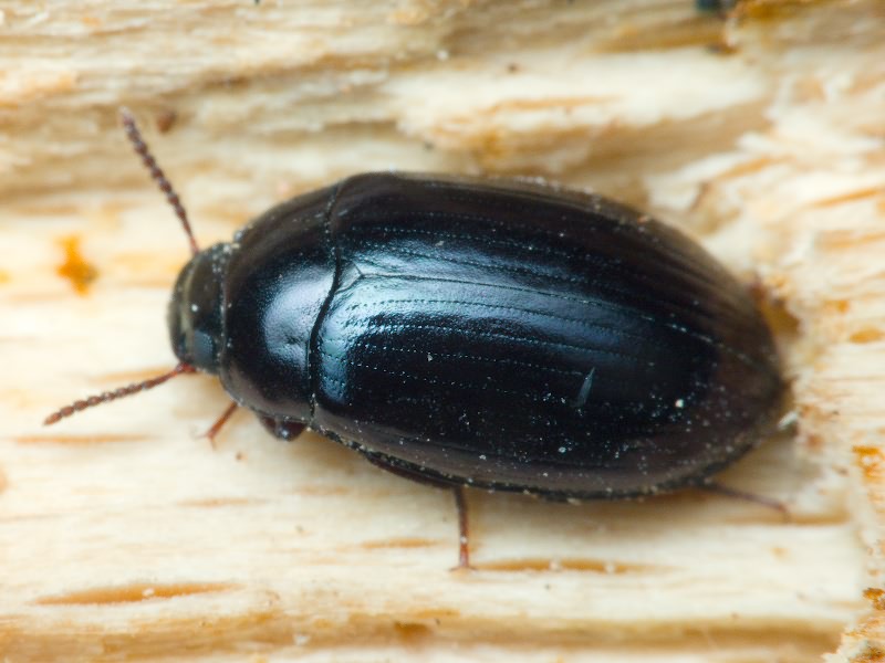 Platydema violaceum (Fabricius, 1790)